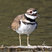 Killdeer